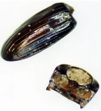 Fig. 13: Dung beetle