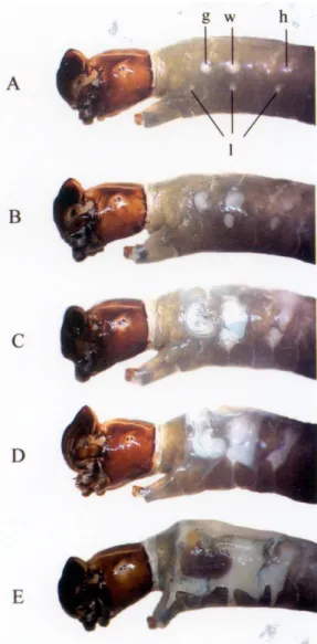 Fig. 1: first-instar larva of Simulium rubrithorax (Diptera: Simuliidae) with the egg burster (eb)