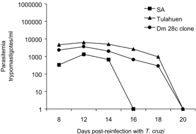 Fig. 2:  parasitemia levels in mice group that were infected with Trypanosoma rangeli and reinfected at 15 days with Trypanosoma cruzi populations