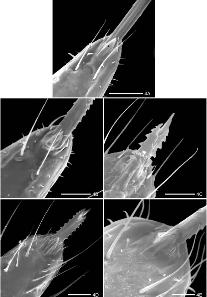 Fig. 4: Triatoma guazu Lent &amp; Wygodzinsky, 1979, ventral view:  apex of the rostrum (asterisk = apical plate)