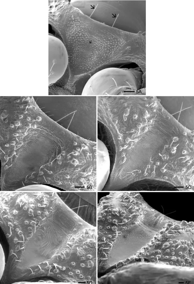 Fig. 5: Triatoma jurbergi Carcavallo, Galvão &amp; Lent, 1998, ventral view: prosternum and stridulatory sulcus