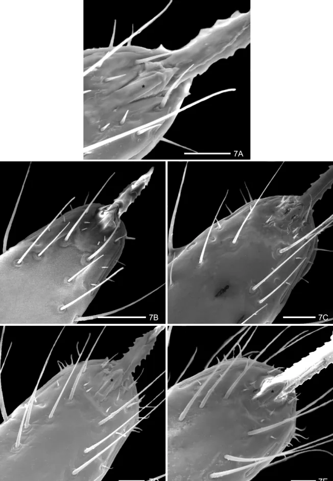 Fig. 7: Triatoma jurbergi Carcavallo, Galvão &amp; Lent, 1998, ventral view: apex of the rostrum (asterisk = apical plate)