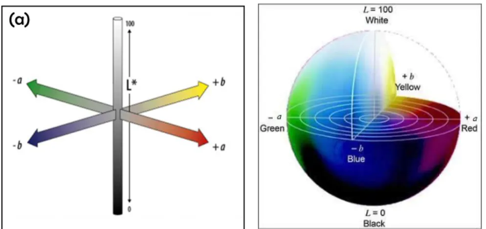Figura 2.2 (a) Sistema CIELab da medição da cor, (b) Sistema CIELab tridimensional. 