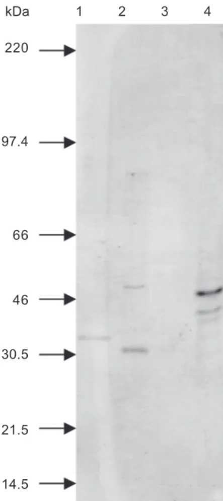 Fig. 3: Western blot with antigen from Brazilian isolates of Ana- Anaplasma marginale with monoclonal antibody ANAF16C1