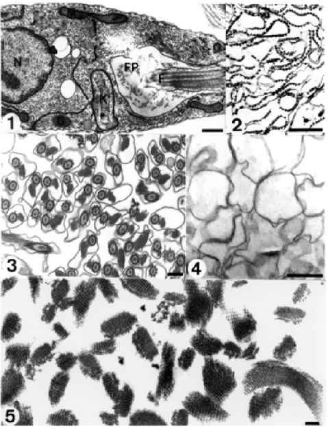 Fig. 1: longitudinal section of Herpetomonas anglusteri showing structures such as the flagellum (F), the nucleus (N), the kinetoplast (K), mitochondria (M), glycosomes (G) and the flagellar pocket (FP) (after Motta et al