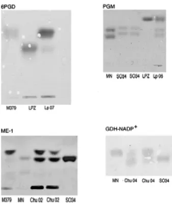 Fig 1: isoenzyme profiles of strains isolated from lesions (Lp 07, Lp 06) and blood (Chu 02 and Chu 04) evidencing mixtures of species: Leishmania