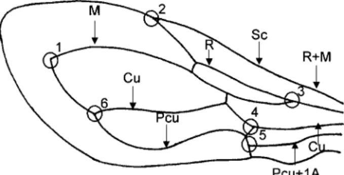 Fig. 1: left hemelytron of Triatoma nitida showing the six land- land-marks, which locations (x, y coordinates) were acquired in the tpsDig 1.27 program (Rohlf 2001)
