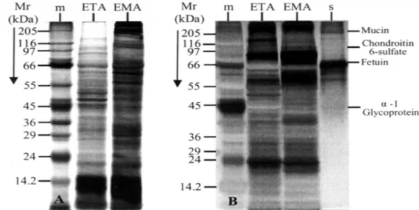 Fig. 4:  SDS-10% PAGE analysis of extracellular amastigotes of  Trypanosoma cruzi. The gels (6 µg/well) were stained with a combined Coomassie Blue-Silver stain procedure for proteins (A) or with a combined Periodic Acid-Alcian Blue-Glutaraldehyde-Silver (