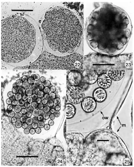 Figs 22-25: development of Hepatozoon caimani in Culex fatigans, as seen in coverslip preparations of freshly dissected mosquitoes