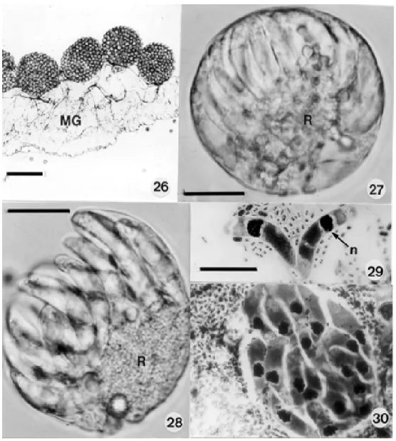 Figs 26-30: development of Hepatozoon caimani in Culex fatigans.  Fig. 26: mature oocysts clustered on the gut surface, 21 days after the infective blood-meal