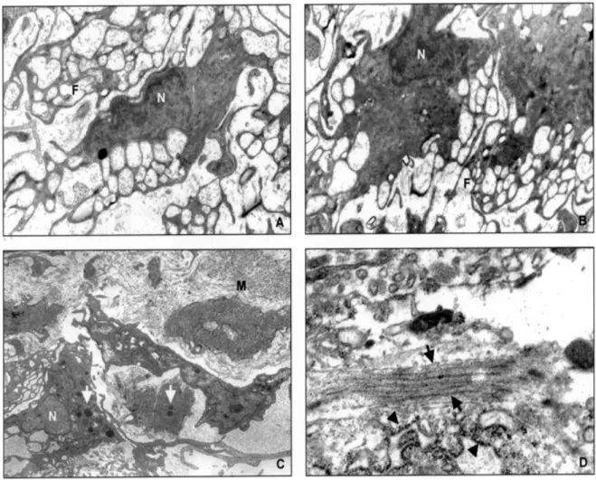 Fig. 3: A and B show hemocytes with their numerous filopodia as part of an encapsulating structure