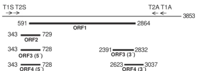 Fig. 1: localization of the four open reading frames (1-4) on the genome of isolate 5-A