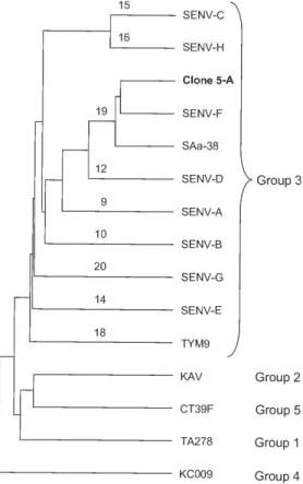 Fig. 2: phylogenetic tree inferred by using the UPGMA method from isolate 5-A and 14 reference sequences obtained from the GenBank database (accession numbers are indicated in Tables I and II)
