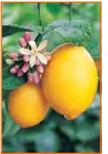 Figura 1: O fruto de Citrus lemon. Fonte: www.patio-plants.co.uk/lemon_tree.html, acesso  em 02/03/2009