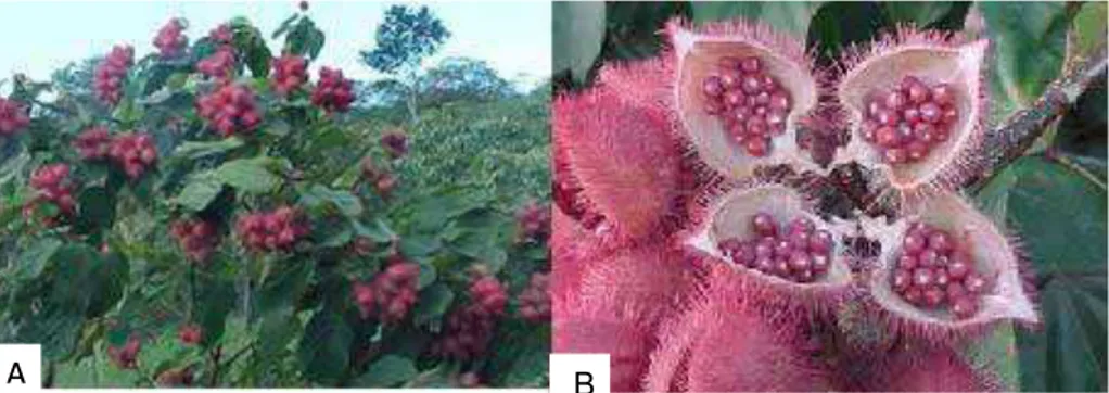 Figura 6. A: urucuzeiro e B: cachopa com frutos e sementes expostas (urucum) 