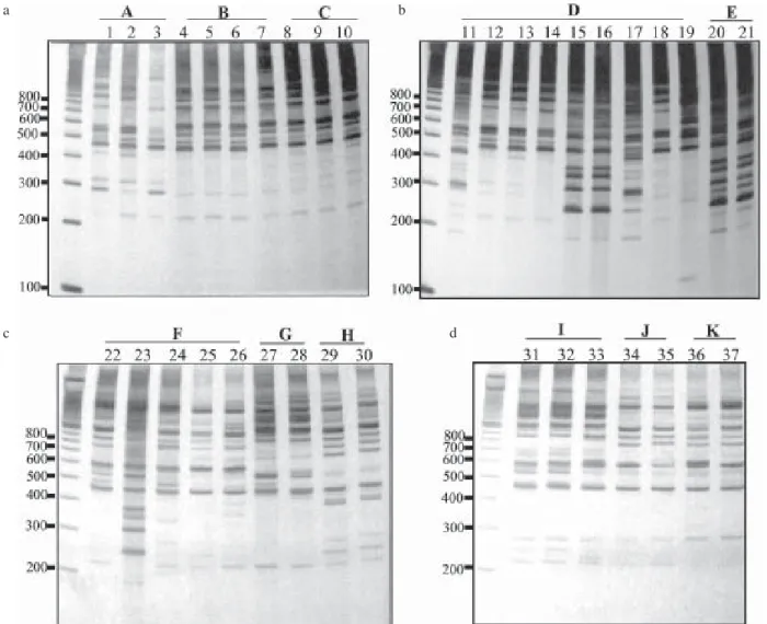 Fig. 3 a, b shows the profile of RAPD of the same samples of patients D and E obtained with the primers OPA 03 and SOY