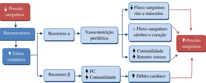 Figura  2  –  Efeitos  compensatórios  do  SNC  em  resposta  à  diminuição  da  pressão  sanguínea  na  IC