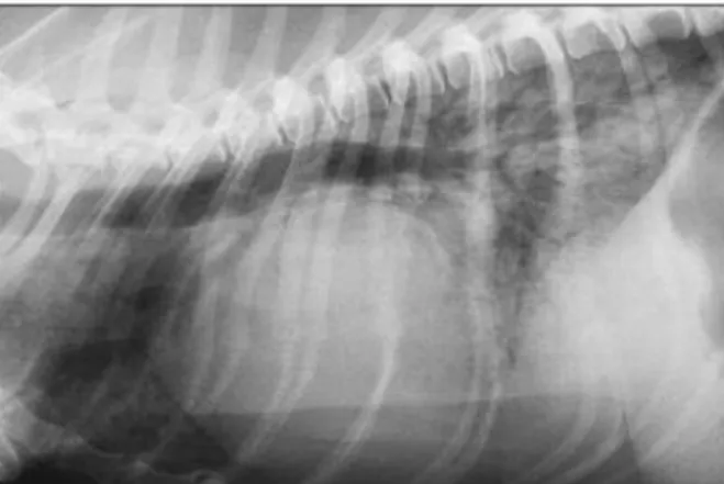 Figura 10 – Projeção radiográfica laterolateral de um cão com cardiomegalia generalizada, deslocamento dorsal  da traqueia e padrão alveolar marcado (Adaptado de Lamb e Boswood, 2002)