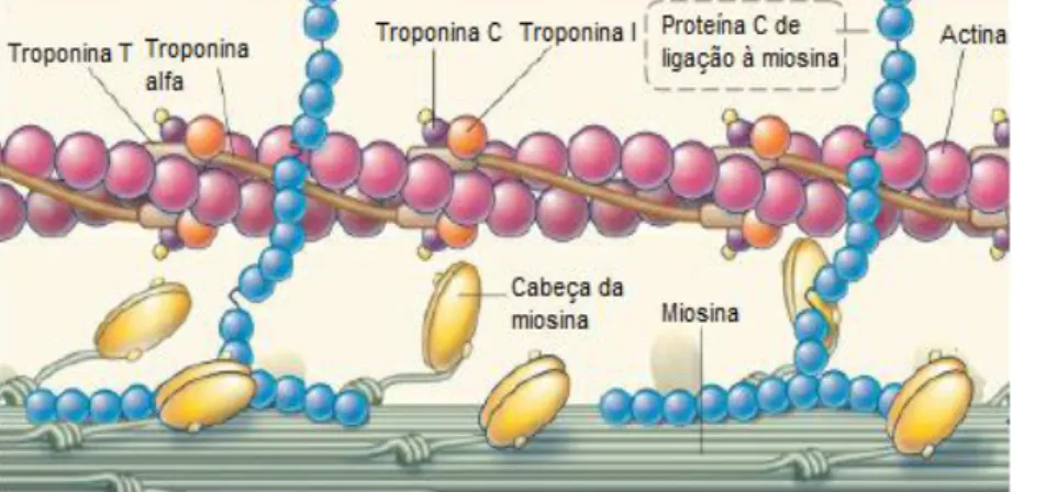 Figura  2  –  Esquema  das  proteínas  que  compõem  os  sarcómeros  dos  miócitos  cardíacos