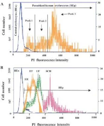 Fig. 1: flow cytometry assay of  Plasmodium falciparum parasit- parasit-ized erythrocytes (FCB 2  strain) stained with propidium iodide (PI).