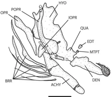 Fig. 2. Medial view (anterior to the left) of the autopalatine of Pseudobunocephalus lundbergi, ANSP 172505, paratype.