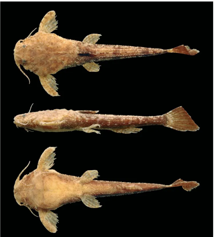 Fig. 4. Dorsal, lateral and ventral views of Pseudobunocephalus lundbergi, Holotype, ANSP 168817, 28.4 mm SL, Venezuela, Bolivar, caño Barranca, approximately 1.25 hours downstream from Jabillal (opposite bank) on río Caura (07°08’N 65°04’W), collected by 