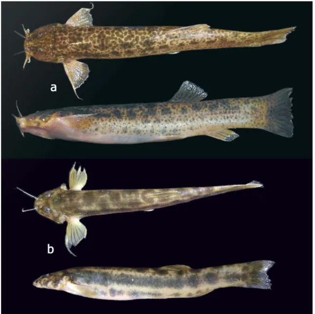 Fig. 2. Trichomycterus caipora immediately after preservation, showing phenotypic color variation, paratypes, UFRJ 7247 ; a, 116.2 mm SL ; b, 100.4 mm SL
