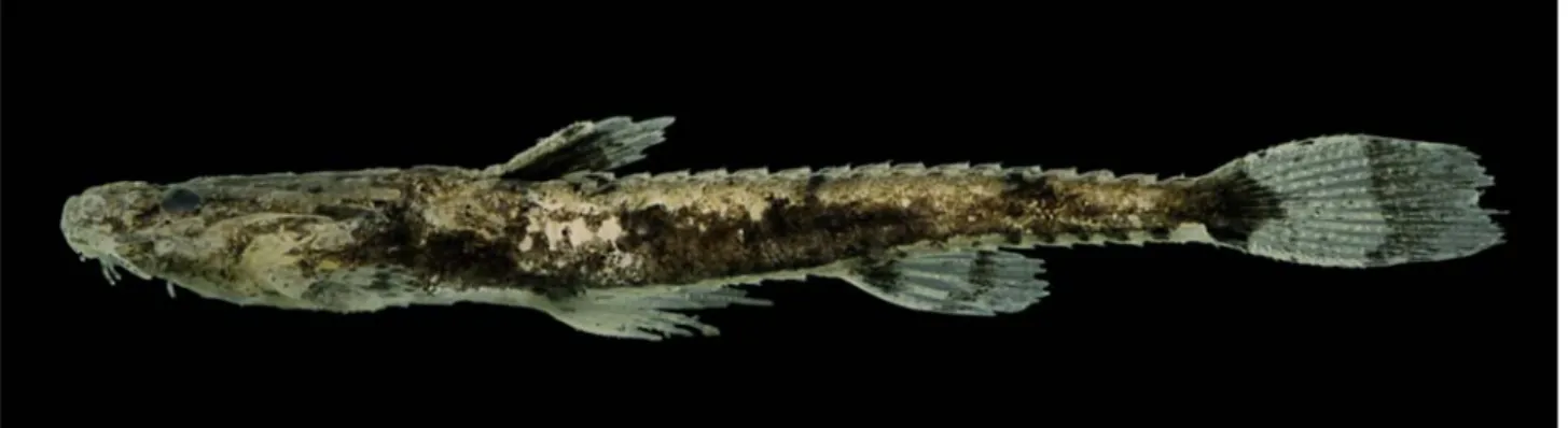 Fig. 1. Scoloplax baskini, INPA 28658, holotype, 14.4 mm SL. Photo by R. R. de Oliveira.