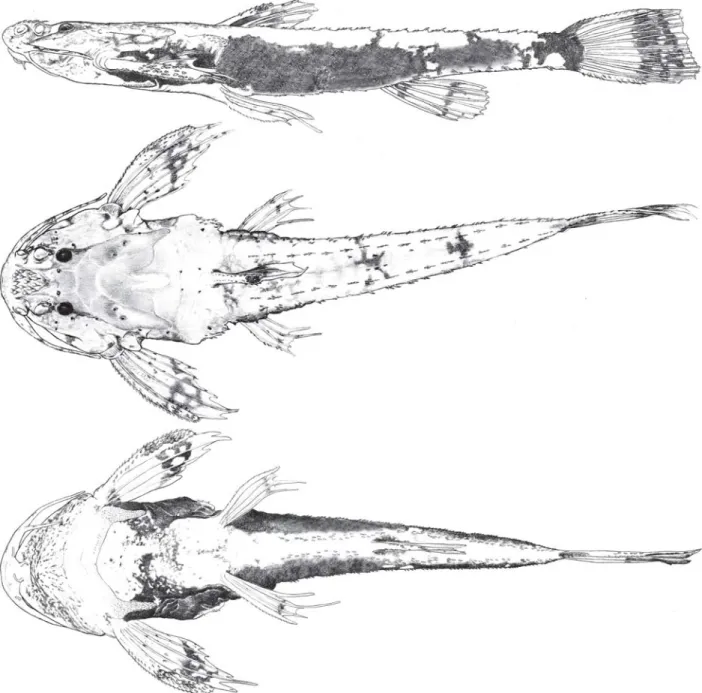 Fig. 2. Scoloplax baskini, INPA 28649, paratype, 16.3 mm SL, in lateral (top), dorsal (middle) and ventral (bottom) views.