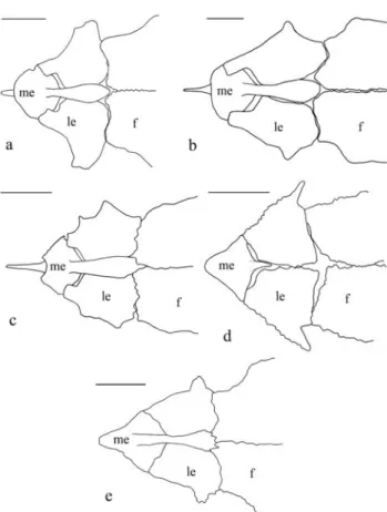 Table 1. Morphometric data of Scoloplax baskini. SD = stan- stan-dard deviation.