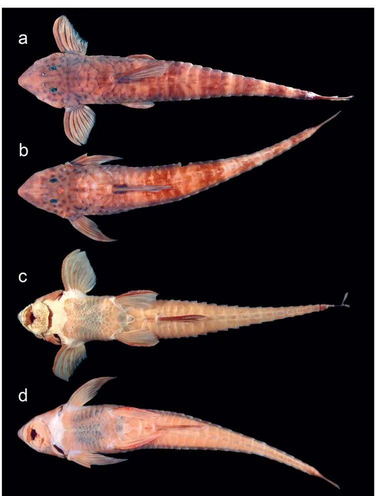 Fig. 2. Rineloricaria daraha. Paratypes, male (a and c = INPA 6586; 186.8 mm SL), female (b and d = INPA 6586; 131.2 mm SL).