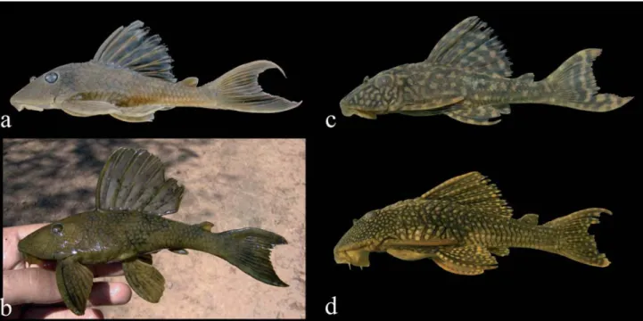 Fig. 2. Hypostomus faveolus, (a) MZUSP 86790, 77.1 mm SL, rio Araguaia basin, (b) MZUSP 90721, 140.5 mm SL, rio Araguaia basin, (c) MZUSP 91971, 75.0 mm SL, Xingu basin, (d) MZUSP 91971, 158.0 mm SL, rio Xingu basin; (b-d) photographed alive, (a) preserved