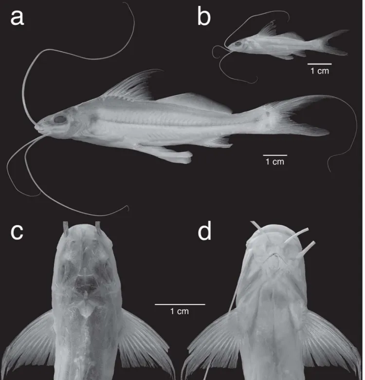 Fig. 6. Megalonema amaxanthum, a, lateral view of holotype, CBF 11896, 98 mm SL, b, lateral view of juvenile paratype, ANSP 187452, 39 mm SL, c, dorsal and d, ventral view of holotype; distal ends of barbels clipped from images c and d.