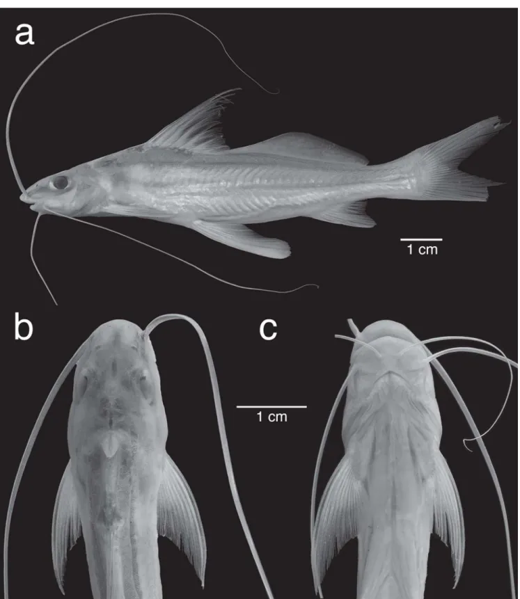 Fig. 7. Megalonema orixanthum, holotype, Colombia, Meta State, río Metica, ca. 3 km SE of Hacienda Mozambique