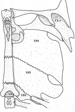 Fig. 5. Pimelodus halisodous, UNT 3438, 98.9 mm SL. Ventral view of left side of Weberian complex, basioccipital region and upper shoulder girdle