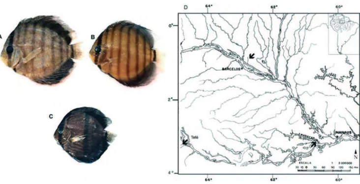 Fig. 1. Photo of analyzed species: (A) Symphysodon haraldi from Manacapuru, (B) S. aequifasciatus from Tefé, (C) S