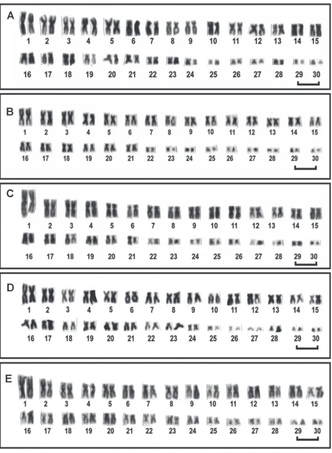 Fig.  2. Conventional Giemsa-stained karyotypes: (A) Symphysodon haraldi from Manacapuru, the pairs 26-27 are st-a and 29- 29-30 are microchromosomes; (B) S