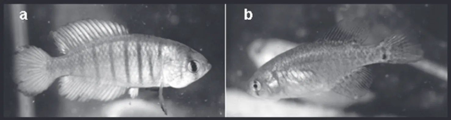Fig. 1. Male (a) and female (b) of Austrolebias reicherti.