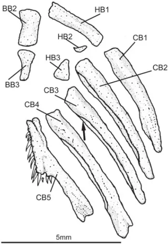 Fig. 5. Ventral view of the pectoral girdle in Trichomycterus igobi, MPEG 13354, paratype.