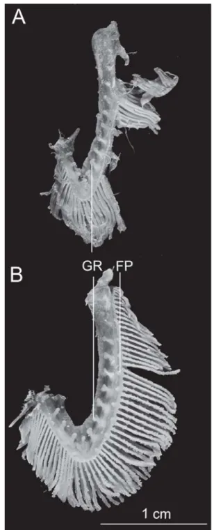 Fig. 3. Second gill arch of (A) Cathorops melanopus (UMMZ 197336, 188.0 mm SL), and (B) C