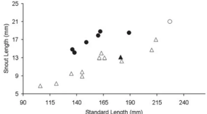 Fig. 4. Plot of standard length against snout length for Cathorops aguadulce (holotype, open circle; non-type specimens, filled circle) and C