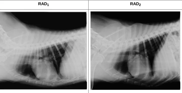Figura 6 - Radiografias torácicas do animal 1 na projeção lateral esquerda. RAD 1 : Pré-quimioterapia; 
