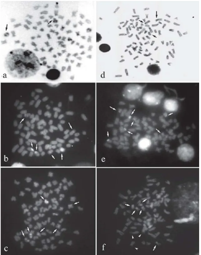 Fig. 5. C-banded metaphases of Hypostomus nigromaculatus stained with Giemsa, CMA 3 and DAPI, respectively