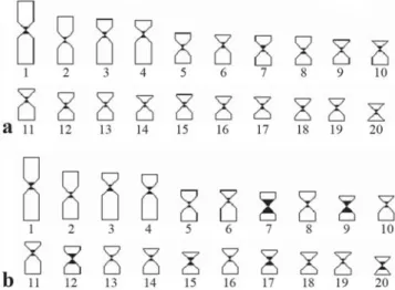 Fig. 3. C-banded karyotypes of Hoplias malabaricus from Contas River basin (a) and Itapicuru River basin (b)