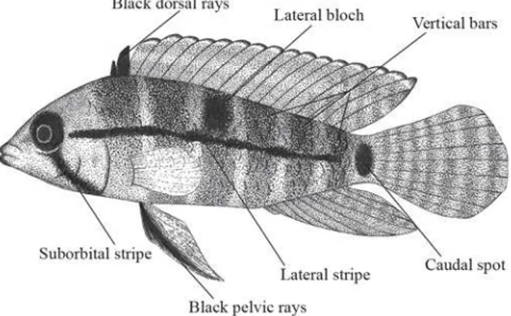 Fig. 1. Principal marks used to describe the colors of Apistogramma hippolytae. Based on Baerends &amp; Baerends van-Roon (1950) and Römer (2001)