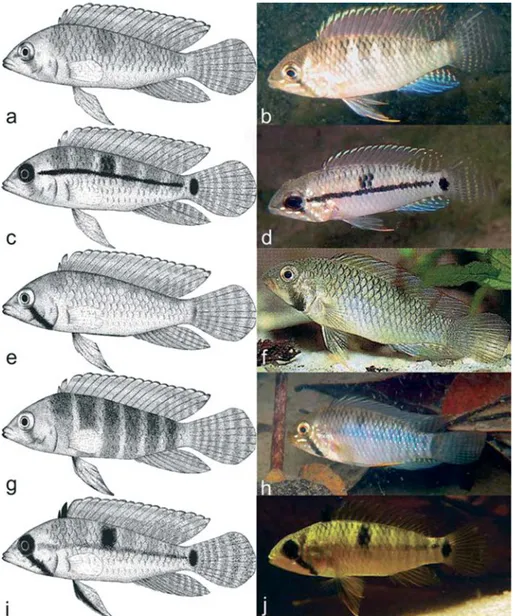 Fig. 2. Coloration patterns presented by Apistogramma hippolytae. a-b = “plain”; c-d = “stripe-spot”; e-f = “painted-face”; g