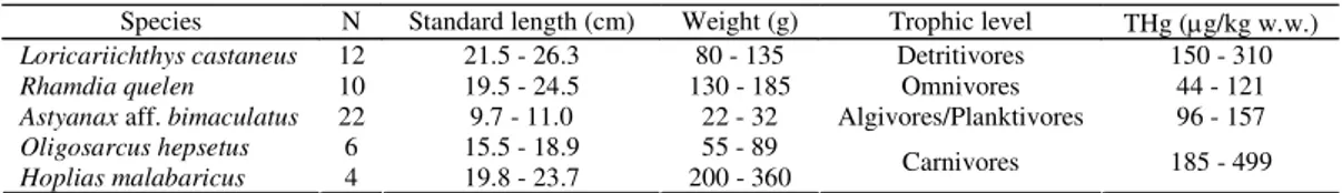 Table 1. Minimum and maximum values of total mercury concentration (THg) in muscle, and sizes of fish from Vigário reservoir.