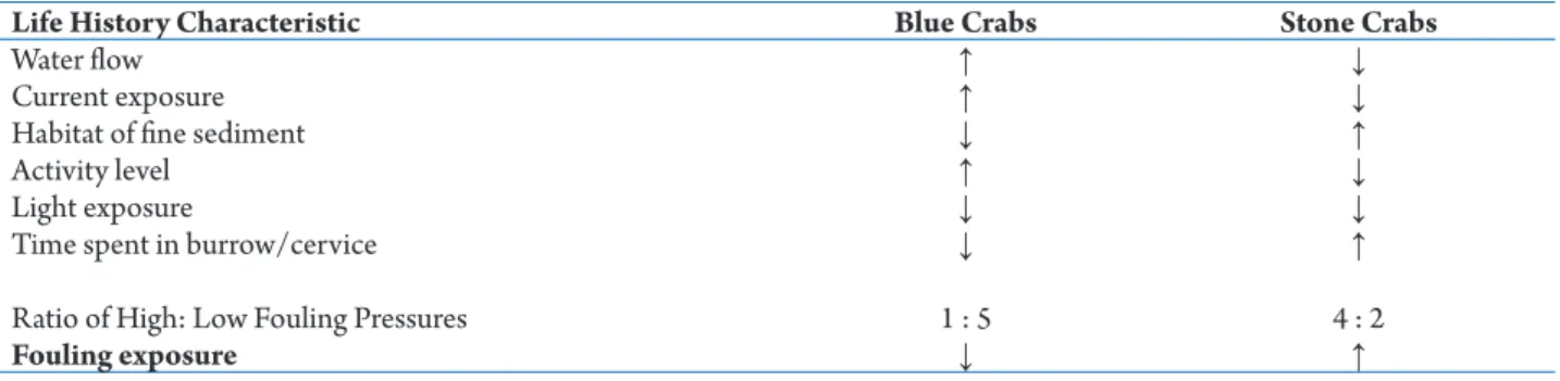 Table 1.  Life history characteristics of blue and stone crabs and the impact of these characteristics on fouling