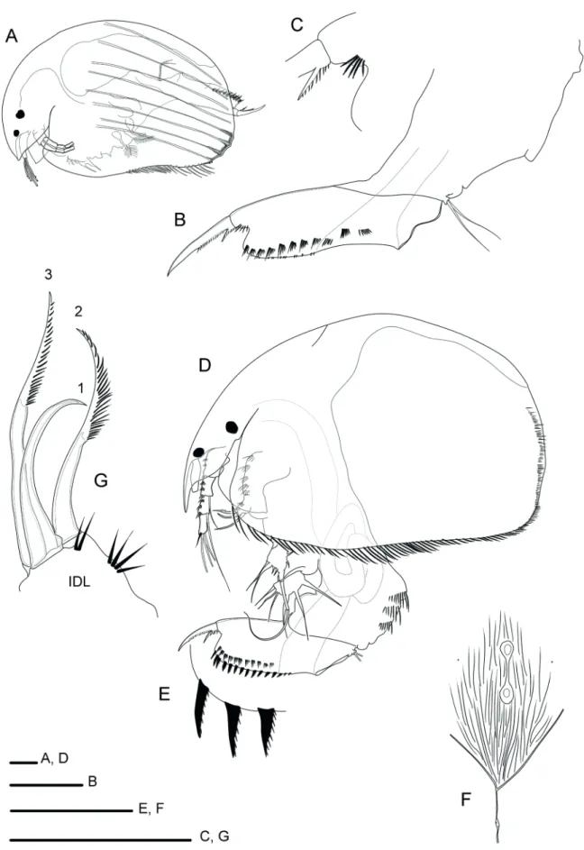 Figure 2.  Parthenogenetic females from Lake Paranoá: A, Acroperus tubinamba; B, idem, postabdomen; C, idem, base of postabdominal  claw; D, Alona ossiani; E, idem, marginal denticles on the postabdomen; F, idem, main head pores; G, idem, Inner Distal Lobe