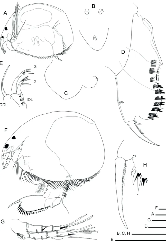 Figure 3.  Parthenogenetic females from Lake Paranoá: A, Anthalona verrucosa verrucosa; B, idem, main head pores; C, idem, labral  keel; D, idem, postabdomen; E, idem, Inner Distal Lobe (IDL) of the first limb